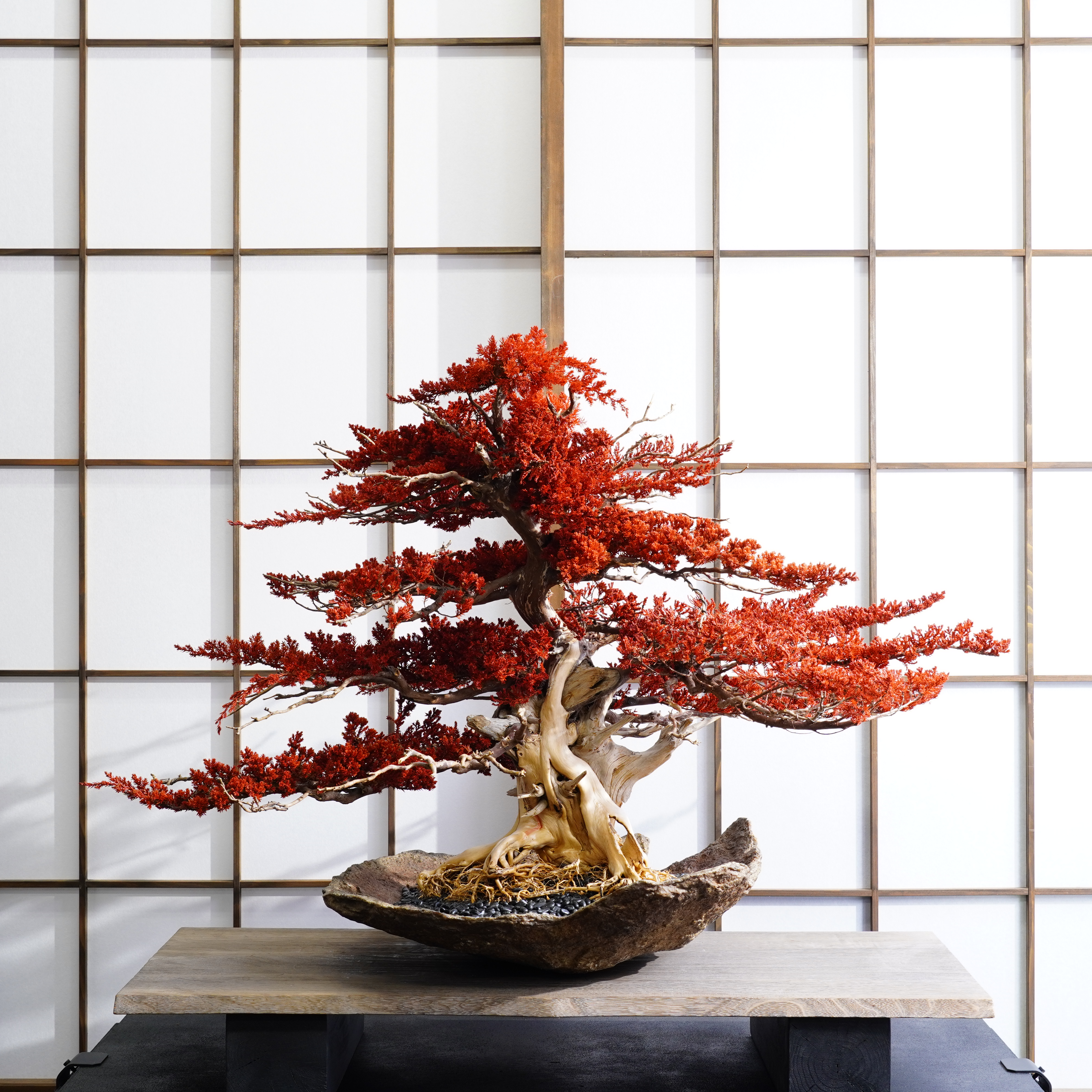 燦瑚-sango-
